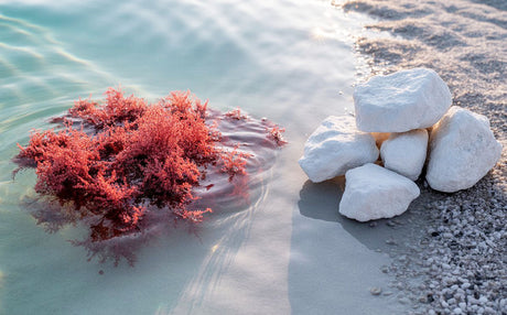 Red Algae vs. Traditional Calcium: The Absorption Advantage Explained