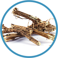 Stinging Nettle Root