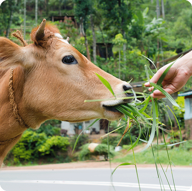 100% Grass-Fed Cows - PrimeGENIX Pure Whey Protein