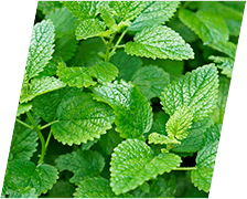 Lemon Balm